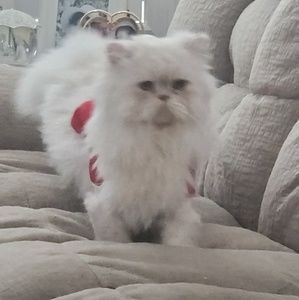 Meet your Posher, Sheila